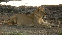 Lioness