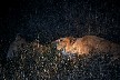 Lion Pride at Night