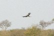 Signature Bird