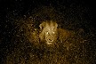 Lion Pride at Night