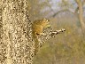 ? Squirrel