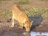 Lioness