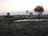 Lioness at Waterhole