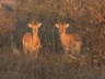 Impala at Sunrise