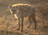 Hyena