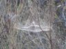 Spiders Web