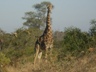 Girafe at end of walk