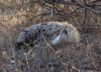 Hyena Den