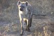 Hyena Den