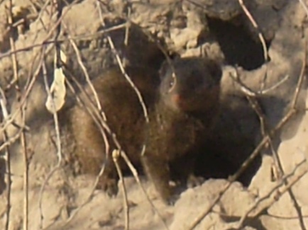 Dwarf Mongoose