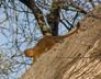 Mongoose