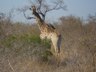Girafe
