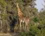 Girafe at end of walk