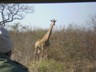 Girafe