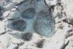Paw prints at the water hole