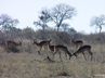 Impala