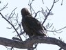 ? Eagle
