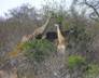 Girafe Group