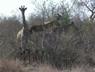 Girafe Group