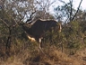 Girafe at end of walk