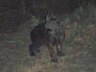 Hyena Den