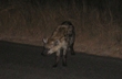 Hyena Den