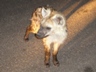 Hyena Den