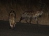 Hyena Den