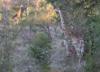 Girafe