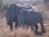 White Rhino Mother and Baby
