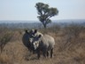 White Rhinos