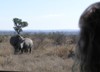Looking at the Rhinos