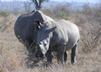 White Rhino