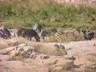 Zebra herd at Waterhole