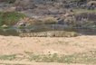 Croc at Waterhole