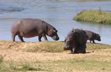 Hippos at Waterhole