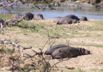 Hippos at Waterhole