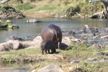 Hippos at Waterhole