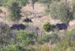 Rhino Group