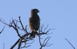 ? Eagle