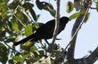 ? Bird