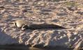 Croc at Waterhole