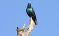 ? Bird