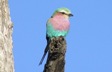 ? Bird