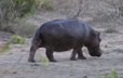 Hippo at Waterhole