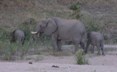 Elephant herd