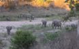 Elephant herd