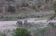Elephant herd