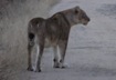 Lioness
