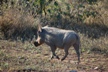 Wart Hog